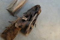 Trigonophora flammea