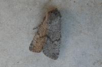 Aporophyla lueneburgensis