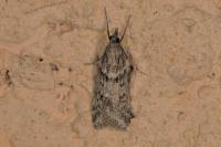 Eudonia angustea