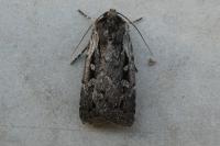 Xestia agathina