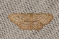 Scopula minorata