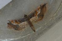 Hydriris ornatalis