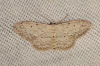 Idaea seriata