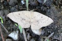 Cyclophora puppillaria