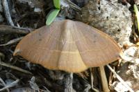 Watsonalla uncinula