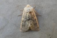 Polymixis argillaceago