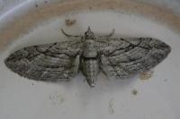 Eupithecia phoeniceata