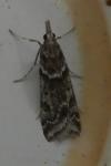 Eudonia angustea