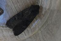 Aporophyla nigra