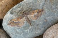 Hydriris ornatalis