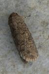 Spodoptera exigua