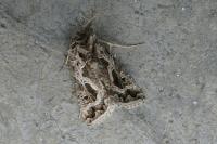 Thysanoplusia daubei