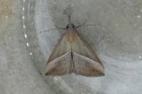 Hypena lividalis