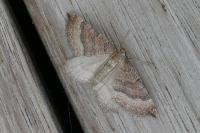 Larentia clavaria