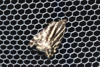 Emmelia trabealis