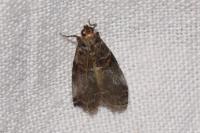Acrobasis advenella