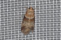 Acrobasis tumidana