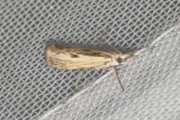 Agriphila inquinatella
