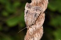 Amphipyra berbera svenssoni