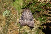 Amphipyra pyramidea