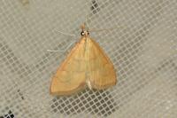 Anania crocealis