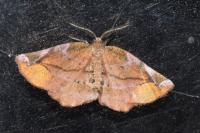 Apeira syringaria