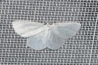 Cabera pusaria