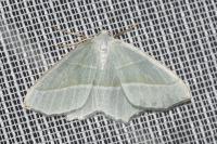 Campaea margaritaria