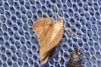 Camptogramma bilineata
