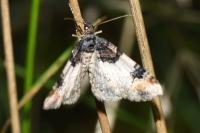 Catarhoe cuculata