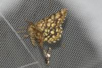 Chiasmia clathrata