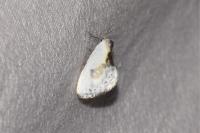 Cilix glaucata