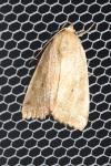 Cosmia trapezina