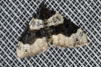 Cosmorhoe ocellata
