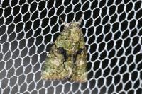 Cryphia algae