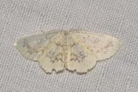 Cyclophora annularia