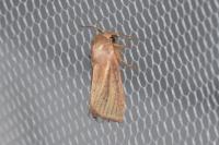 Denticucullus pygmina