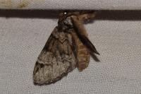 Drymonia obliterata
