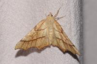 Ennomos quercinaria