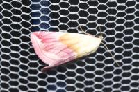 Eublemma purpurina