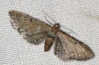 Eupithecia absinthiata