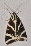 Euplagia quadripunctaria