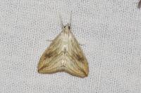 Evergestis forficalis