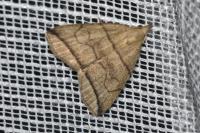 Herminia grisealis