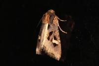 Trigonophora flammea