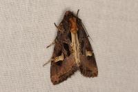 Trigonophora flammea