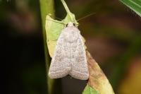 Hoplodrina ambigua