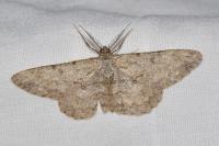 Hypomecis punctinalis