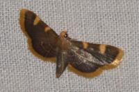 Hypsopygia costalis