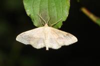 Idaea aversata